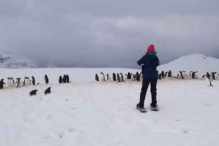 People wanted for jobs 'like no other' counting penguins at Port Lockroy in Antarctica