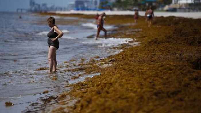 5,000-mile-long sargassum seaweed bloom headed toward Florida's coast