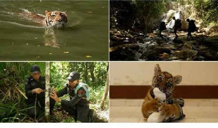 CNN's Mission Tiger spotlights the conservation heroes reversing the threats tigers face