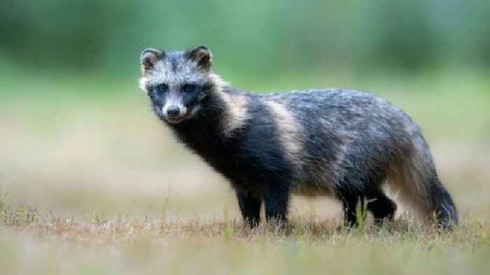 New data links COVID-19 pandemic's origins to raccoon dogs 