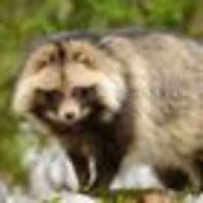 Raccoon dogs at Wuhan market linked to COVID origins in new study