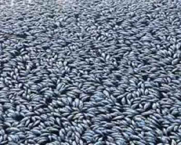 Millions of dead fish clog Australian river