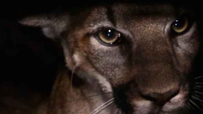 Mountain lion claws man sitting in hot tub
