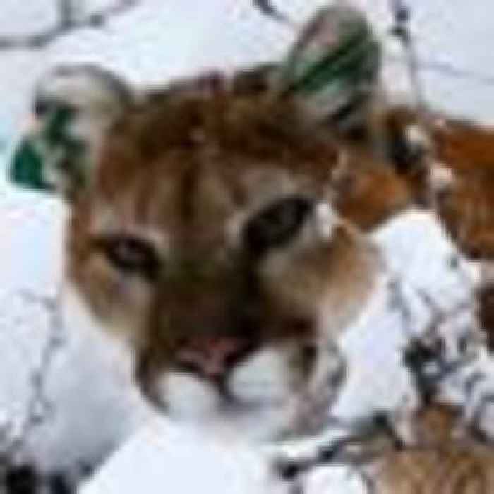 Search under way for mountain lion who clawed man in hot tub