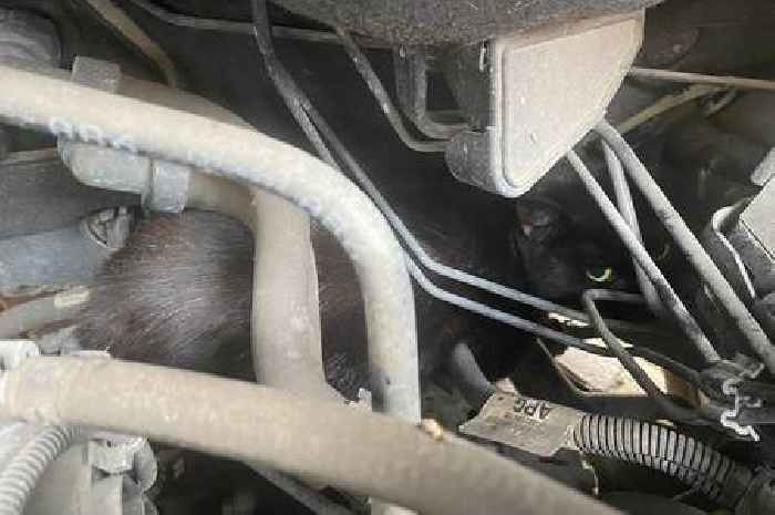 Rose the cat survives five-mile trip under car bonnet
