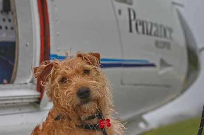 You can now fly with your dog in a helicopter between Cornwall and the Isles of Scilly