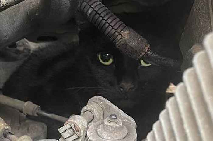 Rose the cat survives five-mile trip under car bonnet