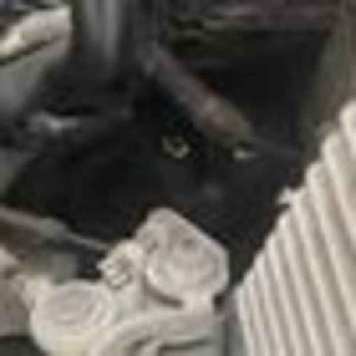 'Terrified' cat survives five-mile trip under bonnet of car