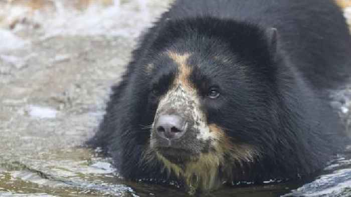 Rebellious bear that escaped enclosure twice is getting a new home