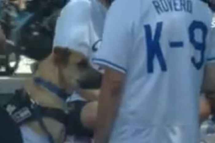 Baseball fans can't stop smiling as incredible dog catches home run ball in the crowd