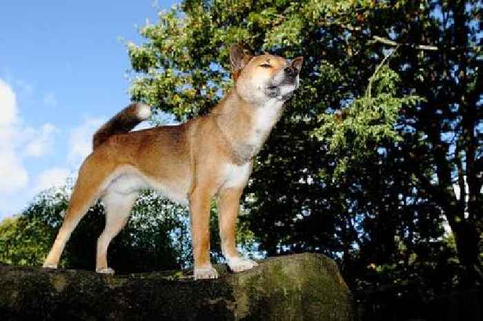 Exmoor Zoo confirms death of ‘oldest living ancestor’ of pet dogs