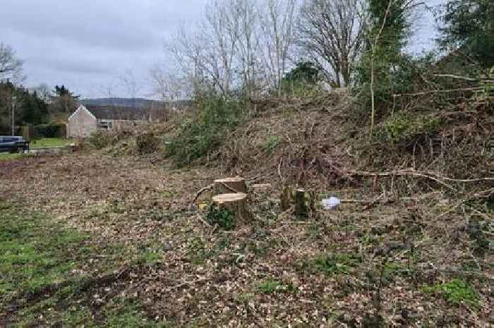 National Trust could face legal action over claims trees 'illegally' cut down on Dorking neighbour's land