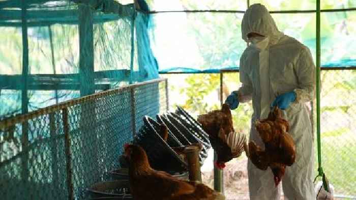 Why is bird flu causing new concern?