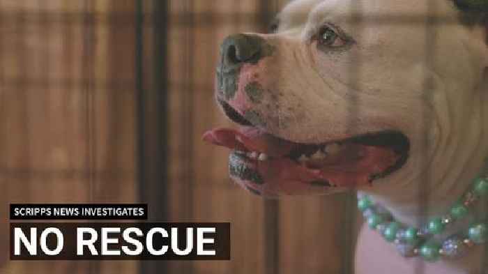 No Rescue: why animal shelter euthanasia is rising