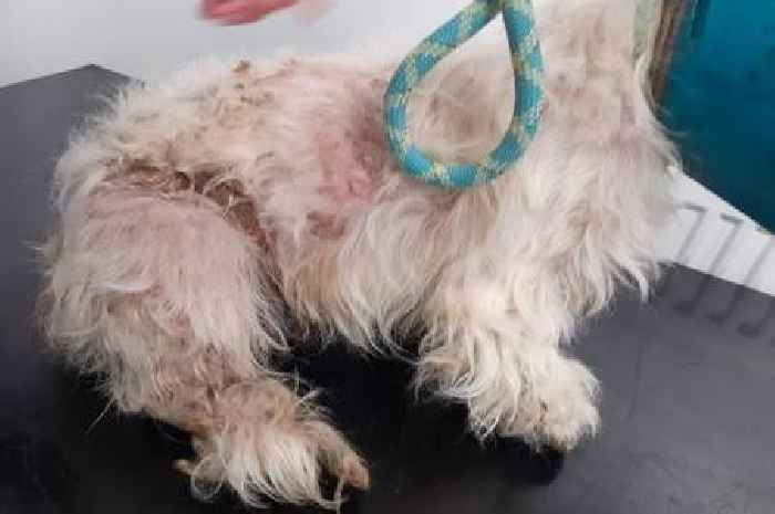 Cruel Scots dog owner left badly matted pooch 'crying out in pain'