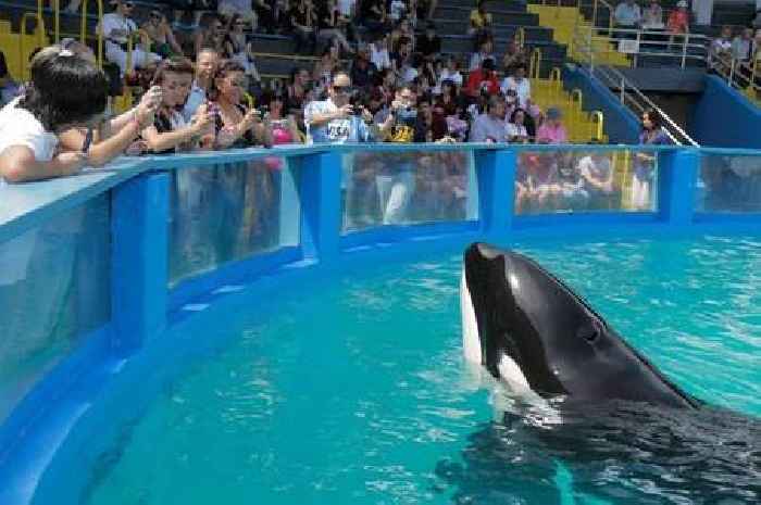Oldest killer whale in captivity finally to be freed after 50 'miserable' years in 'tiny' tank