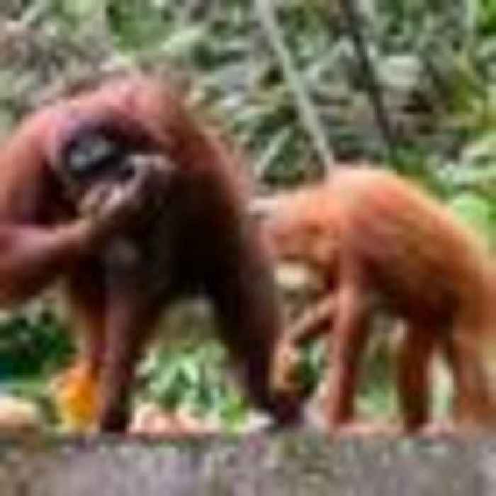 Palm oil is 'great product' says trade secretary after deal criticised for endangering orangutans