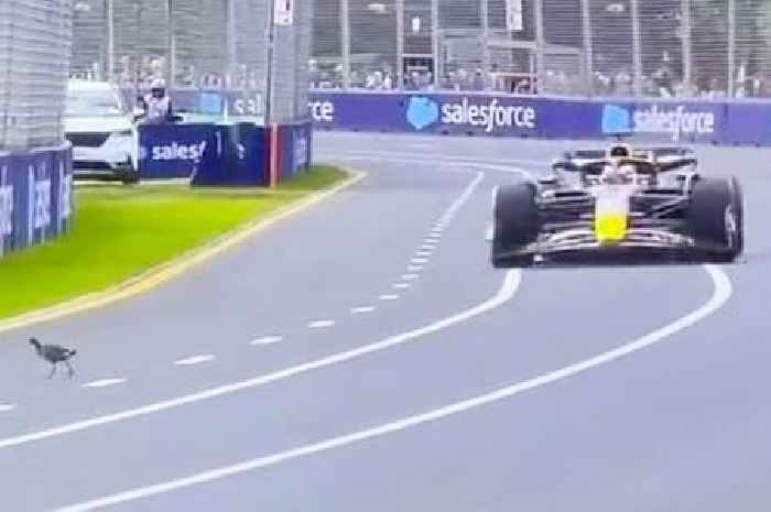 Bird tries 'sabotaging' Max Verstappen by strolling across Australian GP track