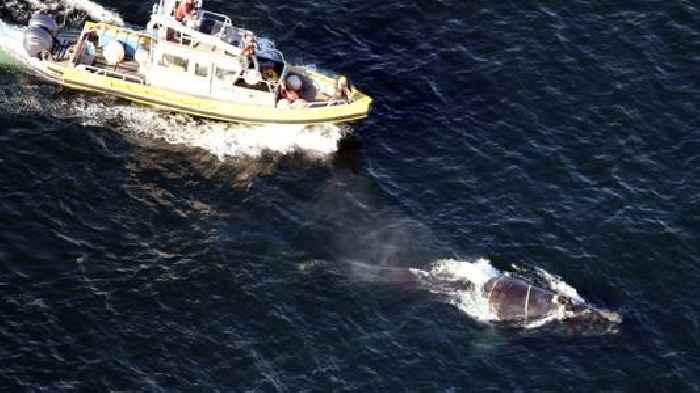 Endangered North Atlantic right whale still entangled in Cape Cod Bay