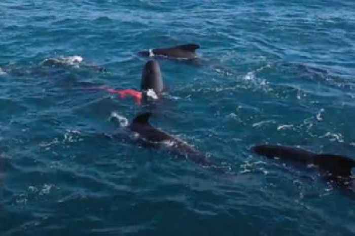 Unique footage of pilot whale expelling placenta captured off Shetland