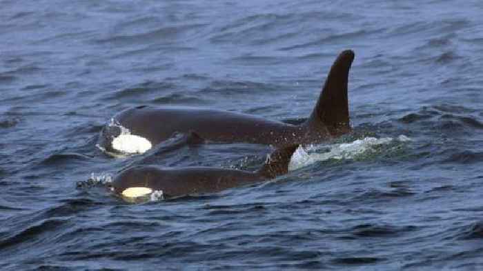 Inbreeding is further endangering the population of killer whales