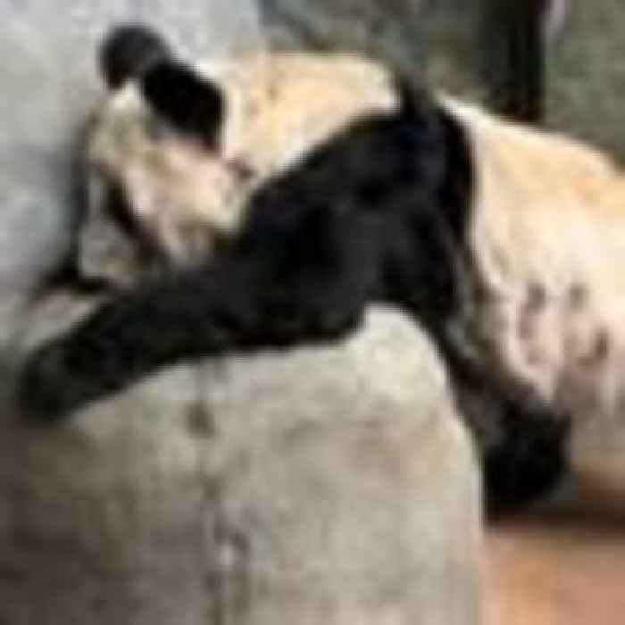 Leaving bash for Ya Ya the giant panda ahead of return to China