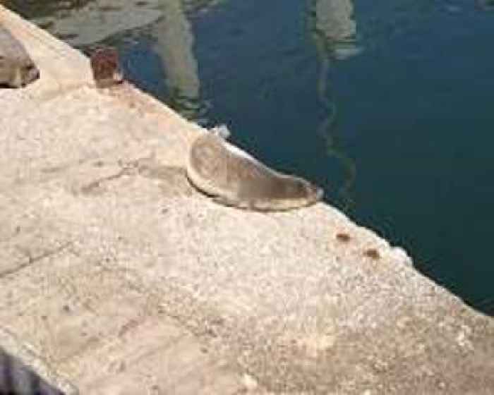 Albania pushes out boat to save world's rarest seal One News Page