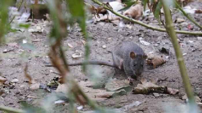 New York mayor says rats will 'hate' new rat czar
