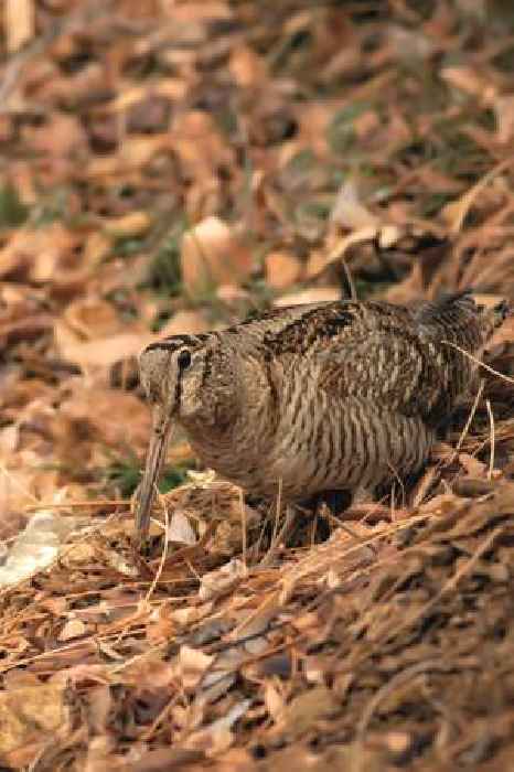  How observing the wandering twilight flights of woodcock will help inform conservation policy for Red-listed bird