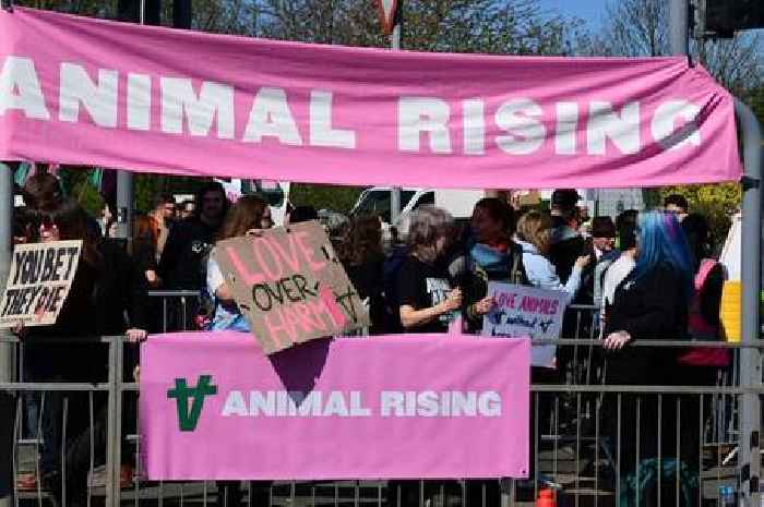 Grand National protestors cause havoc at Aintree as Animal Rising activists invade track