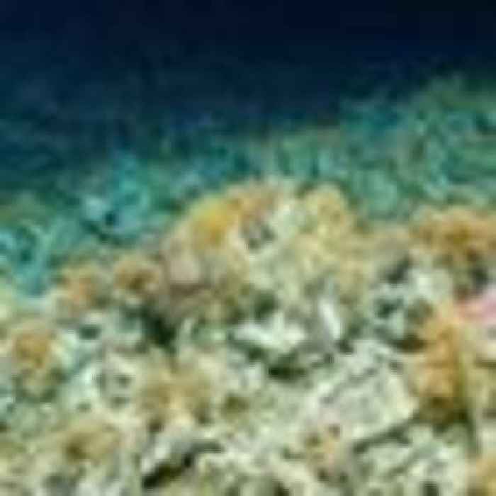 'Pristine' coral reef discovered in Ecuador's Galapagos Islands