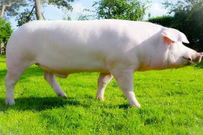Concern deepens for UK's native pigs with just 23 British Landrace sows left, charity warns