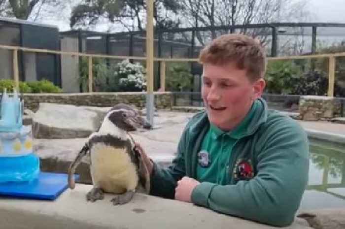 Oldest penguin in Britain celebrates 35th birthday with cake at wildlife sanctuary