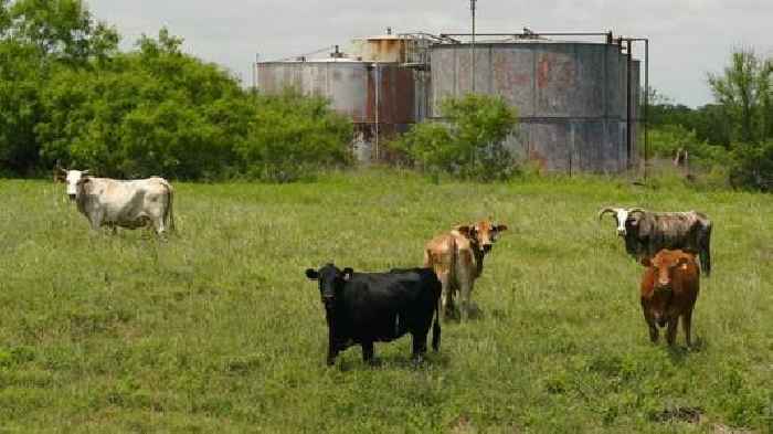 Mysterious deaths of mutilated cattle being investigated