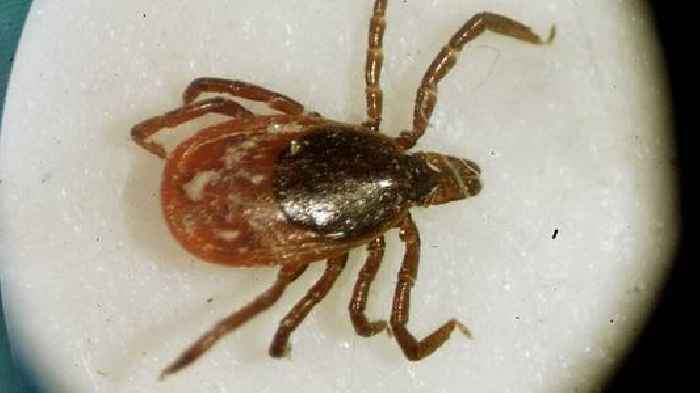 Lyme disease vaccine could be on the horizon
