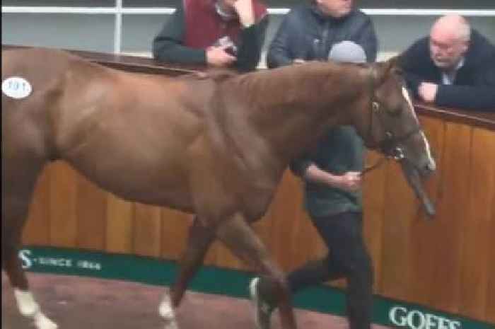 Racehorse bought for £500k dies in 'transportation accident' after auction