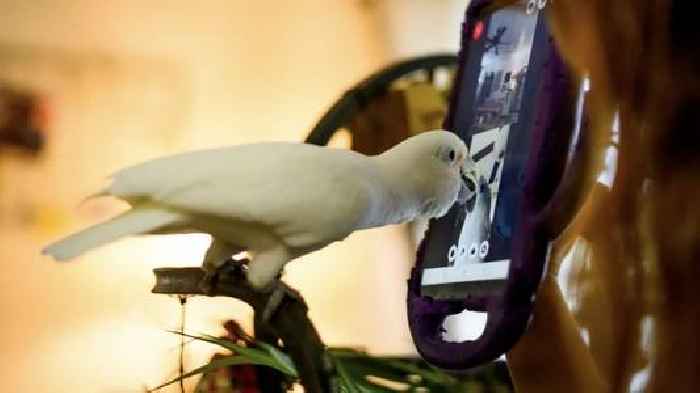 Parrots learn to video chat, end up forming friendships