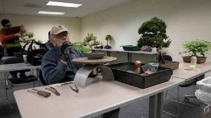 Many Americans are turning to Bonsai trees to relieve stress