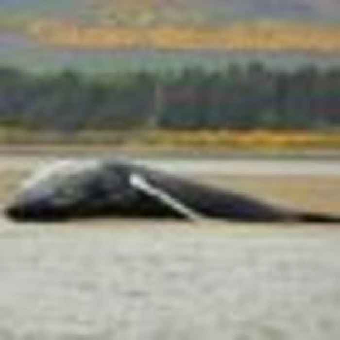 Body of humpback whale washes up on UK beach
