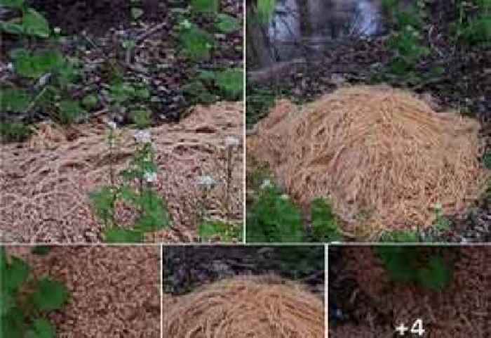 Someone Dumped 300-400 Lbs of Pasta in the New Jersey Woods