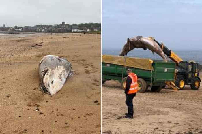 Minke whale washes up on Scots beach as council urges locals to avoid decomposing carcass