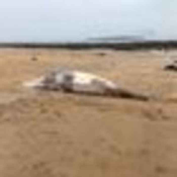 Body of minke whale washes up on beach