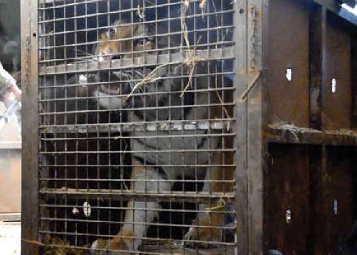  Tigers being traded in Europe, IOW Sanctuary supports rescue operation.