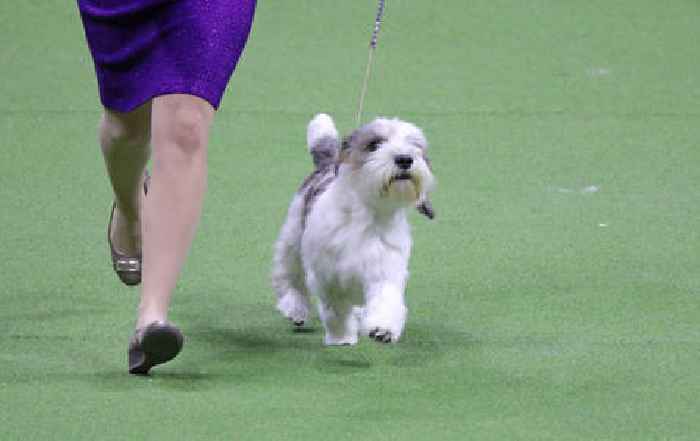 This breed won the Westminster Dog Show for the first time in history