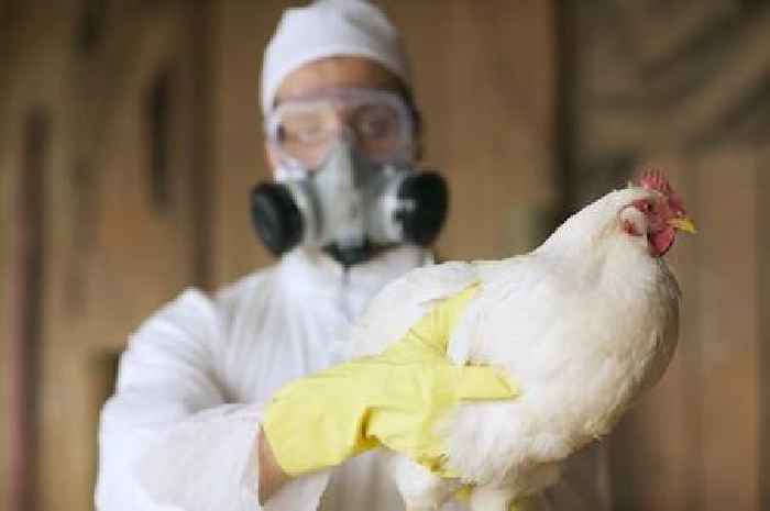 Bird flu virus detected in two UK poultry workers