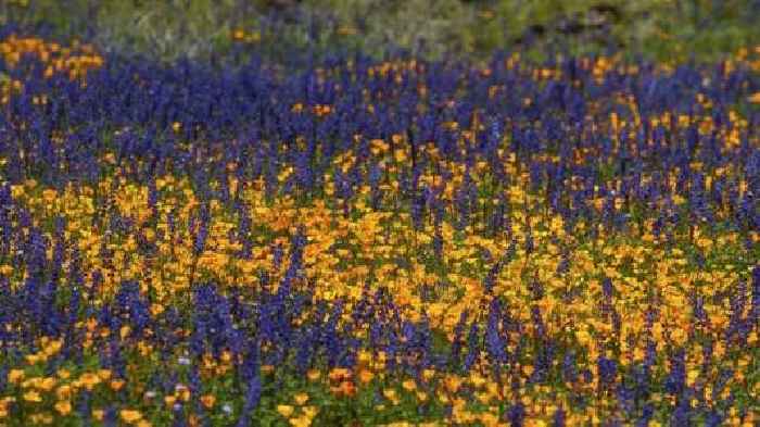 California's wet winter fueled flowers, but will also fuel wildfires