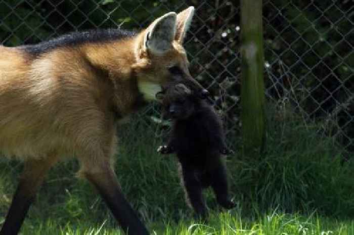 Exmoor Zoo blessed with their first little baby maned wolf
