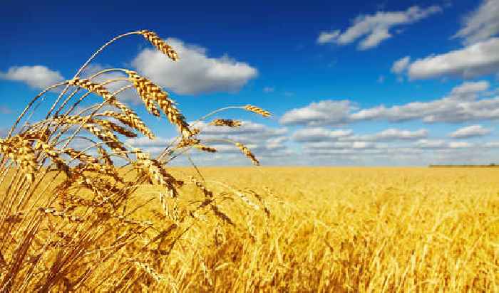 Wheat price forecast: no end in sight for this bear trend