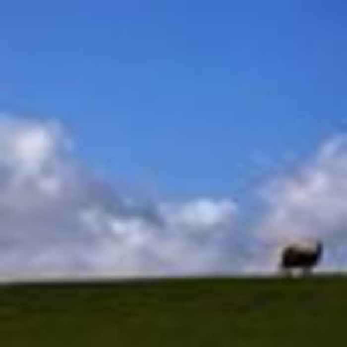 New Zealand's ratio of sheep to people falls to record low