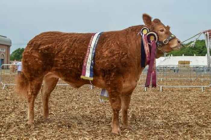 Sugarbabe proves sweetest of all in Devon County Show 2023 beef supreme